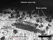 Bone Formation through Biomineralization and Bioengineering (Postdoctoral Fellowship)